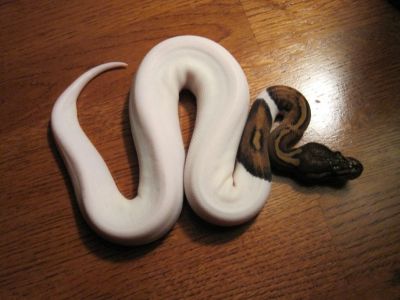 piebald pythons for sale(babies and adults)