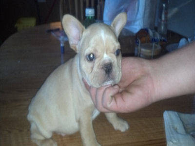 French Bulldog Puppies, akc