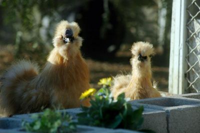 Bearded Bantam Silkies chicks	