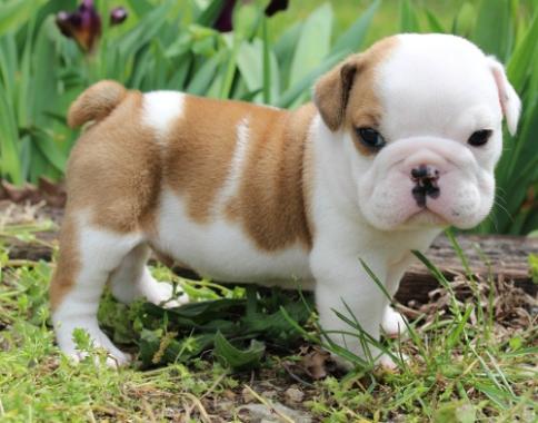 English bulldog puppy for adoption