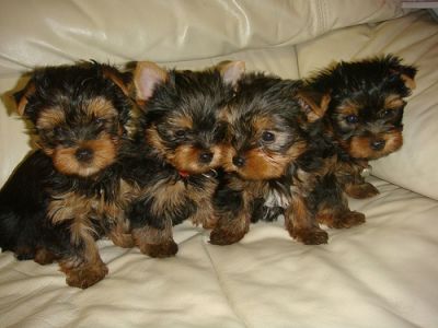Teacup yorkie puppies for free adoption