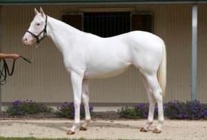 Pure white Arabian Mare!exotic white Silk horse