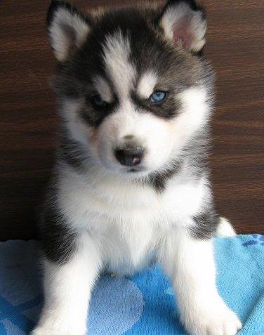 Quality Siberian Husky Puppies With Blue Eyes