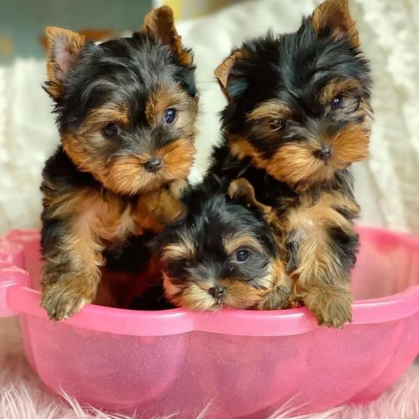 Teacup Yorkie Puppies available for Rehoming..Text..+1‪(334) 441-4793