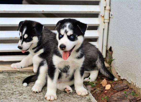 Siberian Husky Puppy Ready To Go