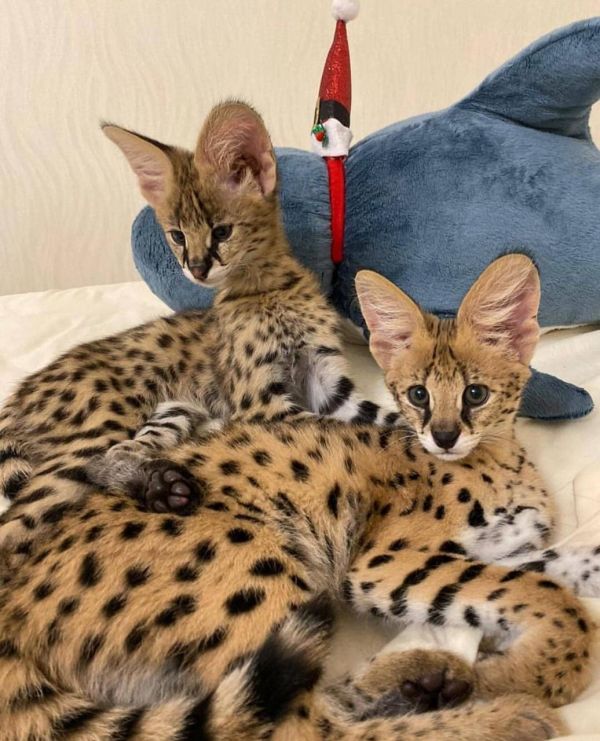 Well Socialized F1 and F2 Savannah Kittens Available