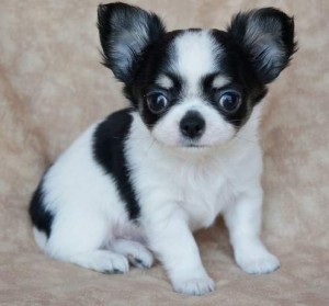 5 chihuahua puppies for free adoption don't miss this