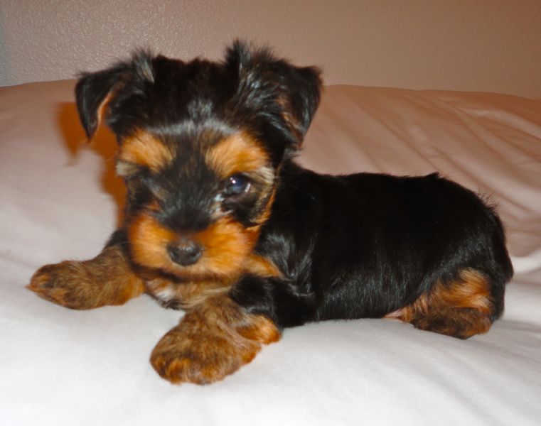 Rehoming female yorkie and male yorkie 