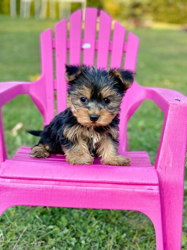 Tea cup yorkie puppies for free adoption