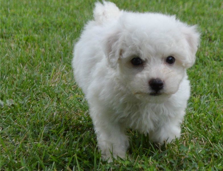 Adorable male and female Bichon frise puppies