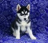 Siberian Husky Puppies For Sale