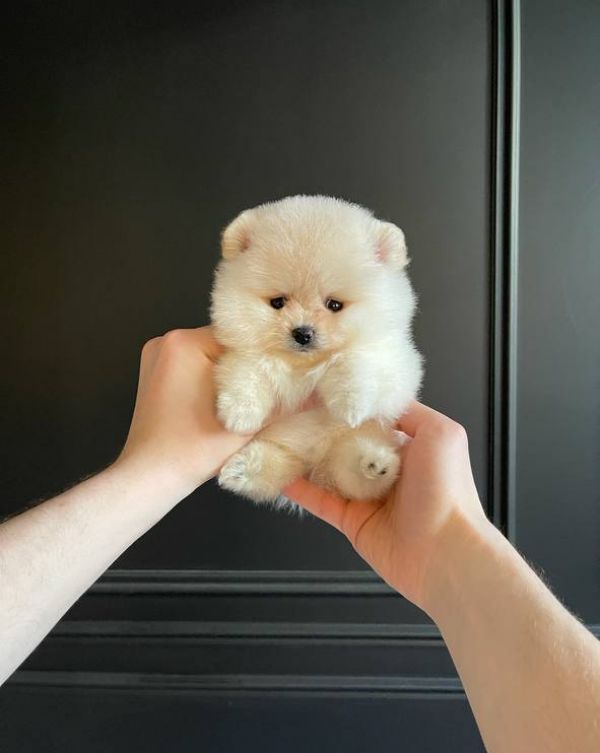 Pomeranian puppies ready to leave