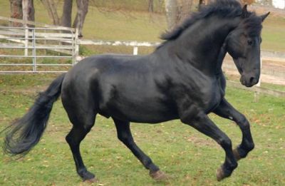 Stunning black friesian horse for both new and old rider