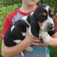 Adorable Basset Hound Pups for Sale