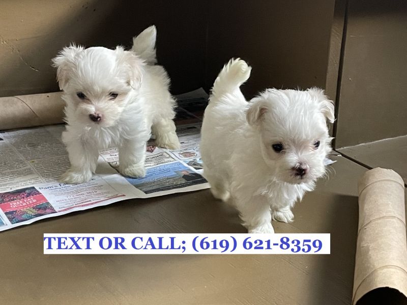 Maltese Puppies Needs A Home, Text; (619) 621-8359