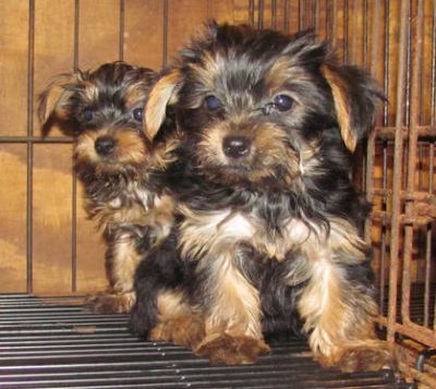 Teacup Yorkie puppies for free,