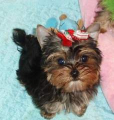  yorkie puppies for adoption