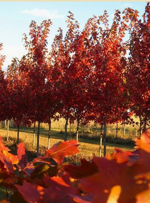 Visit our Boise Idaho nurseries for all-in-one gardening supplies 