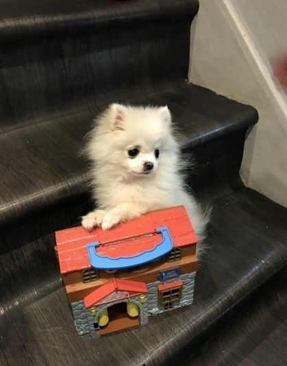 Tea Cup Pomeranian Puppy....(904) xx 419 x 8258