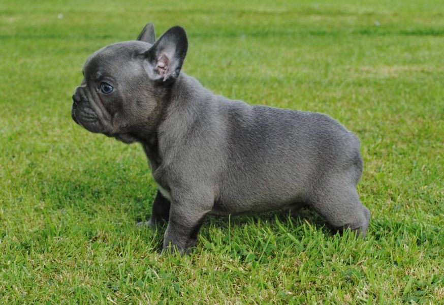 Akc French Bulldog puppies available
