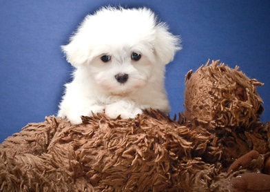 Dfrgrg Beautiful  M/F Maltese PUPPIES FOR sale..