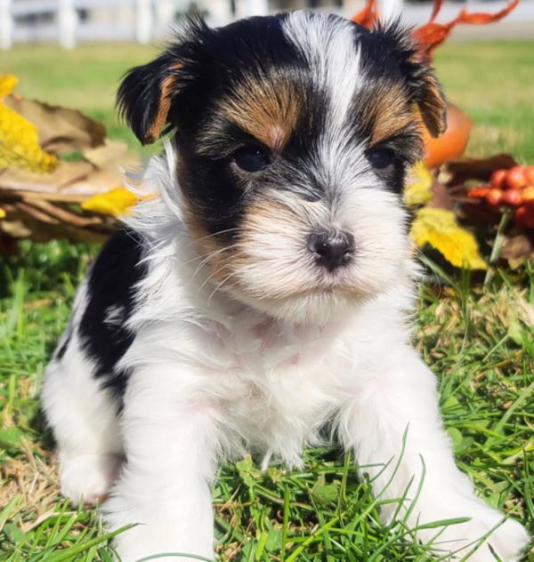 Yorkie Puppies For Sale Near Me 