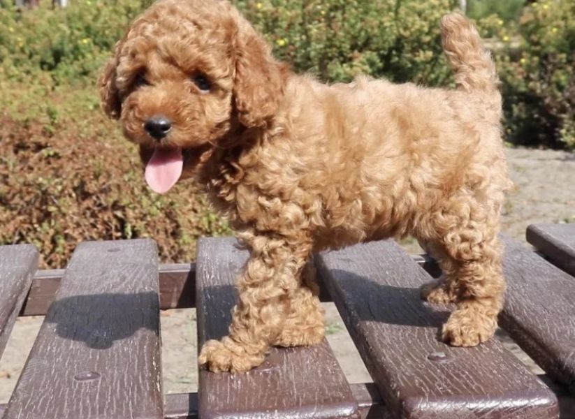 Red Toy Poodle Puppies Available