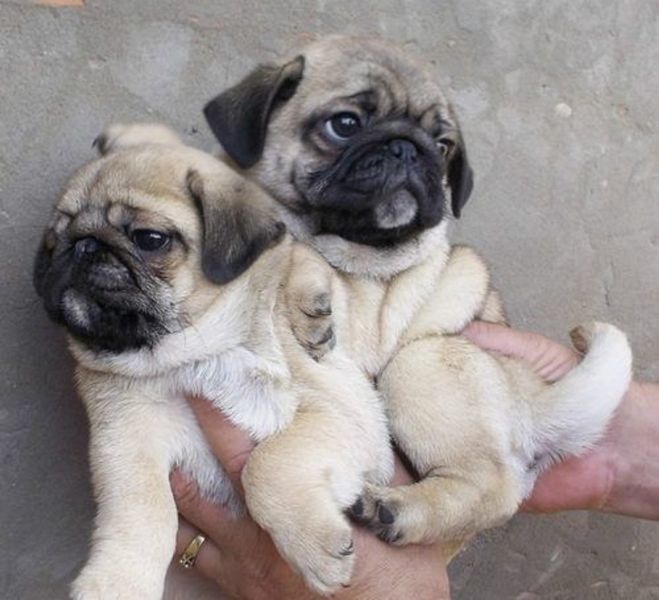 Pure bred pug puppies fawn