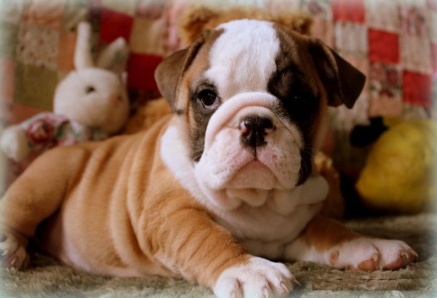 AFFECTIONATE ENGLISH BULLDOG PUPPIES AVAILABLE FOR FREE