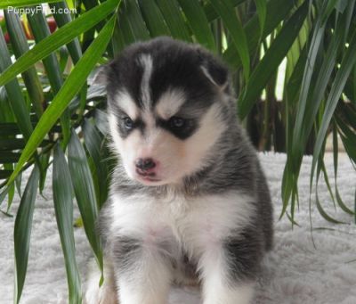 Husky pups for Christmas in-need of a caring home best ..