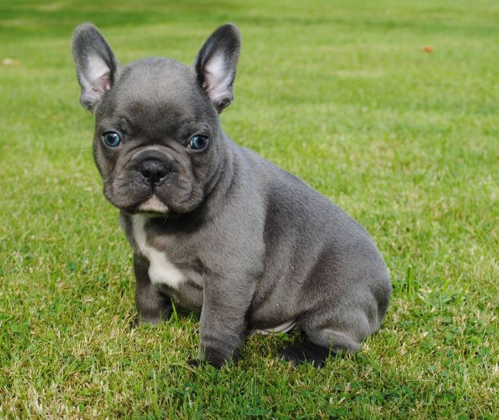 Akc French Bulldog puppies available