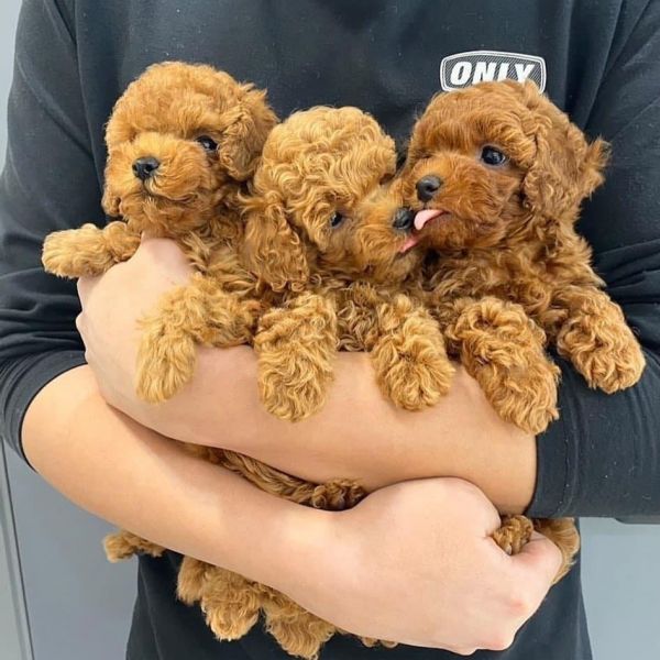 Toy Poodle Puppies for Rehoming