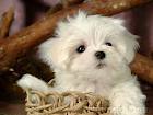 Male and female Lovely female Maltese Puppies For Adoption