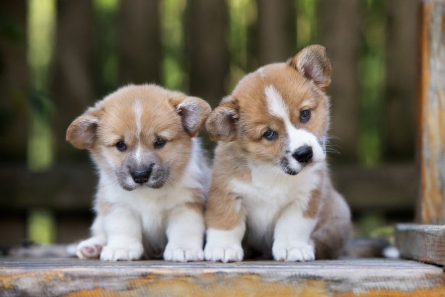 Corgi Puppies for Rehoming
