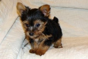  Buy Yorkshire Terrier