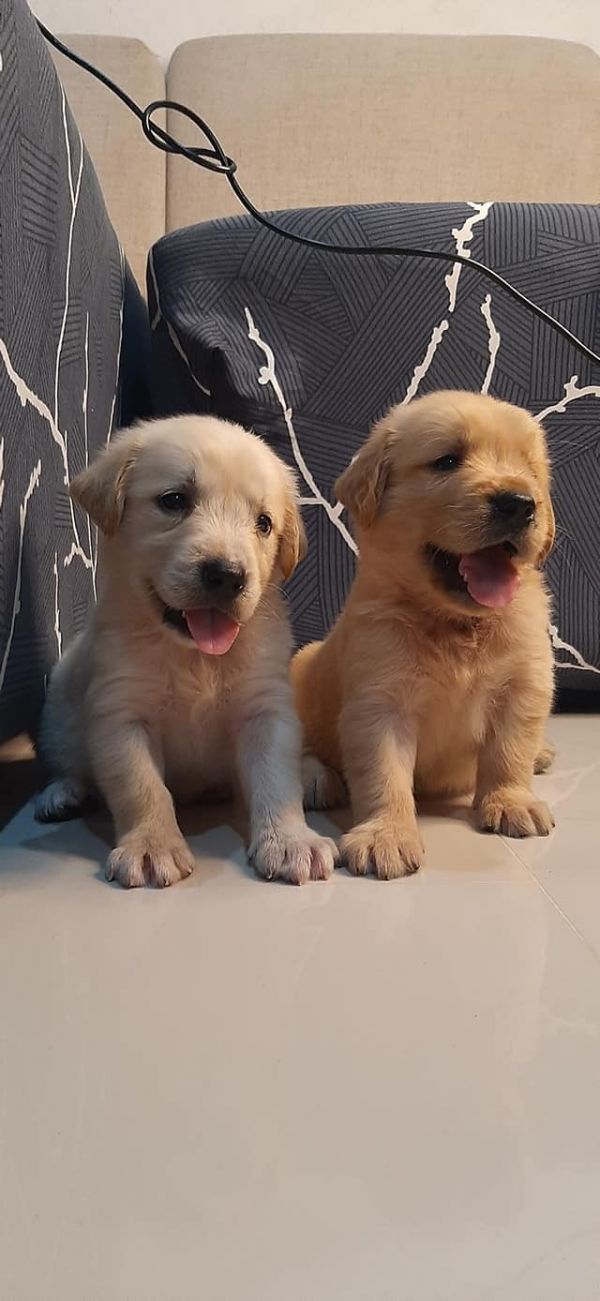 Golden Retriever Puppies for Rehoming