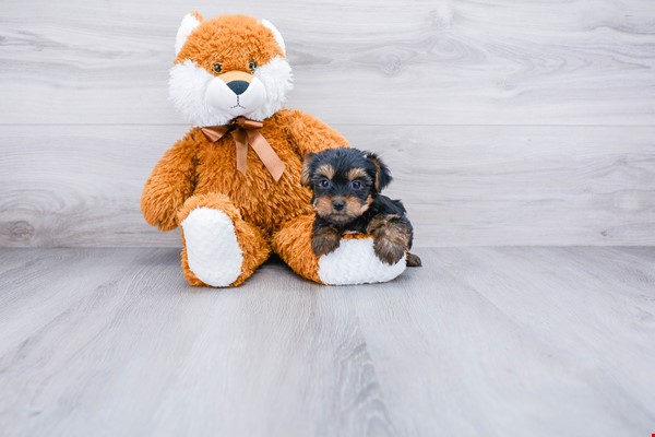 Yorkshire terrier puppies available (971)3183477
