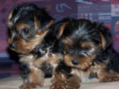 Cute yorkie puppies for adoption