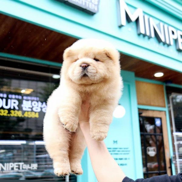 Mini Chow Chow Puppy