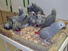 Cockatoo parrots for sale