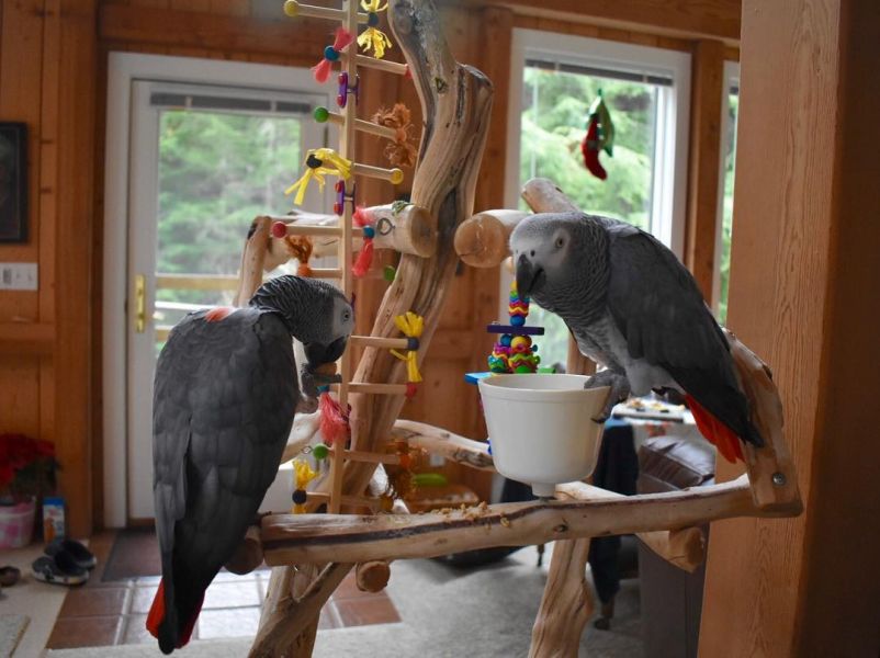 Beautiful Male and Female African Gray Parrots for sale