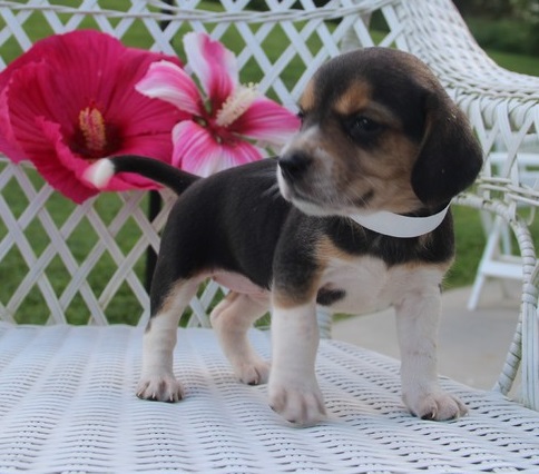 Little sweetheart Beagle Female puppy
