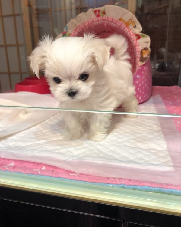 Maltese Puppies For Sale | https://sunshineteacuppuppieshome.com/