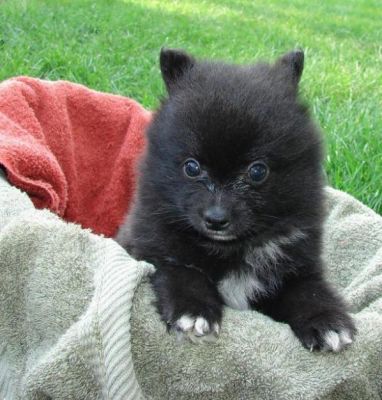 adopt puppies