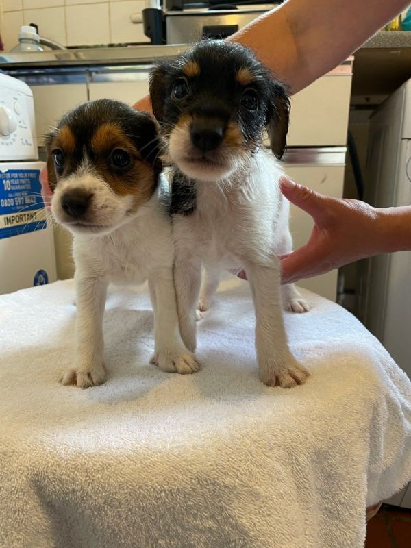 Beautiful True Black/White Jack Russel Male