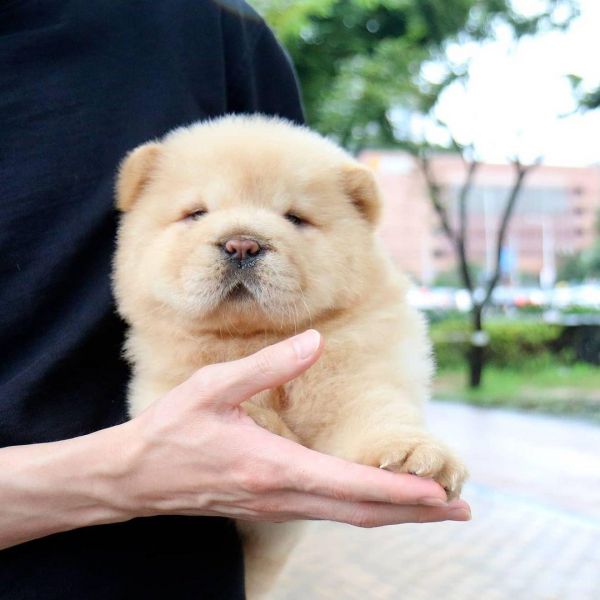 Mini Chow Chow Puppy