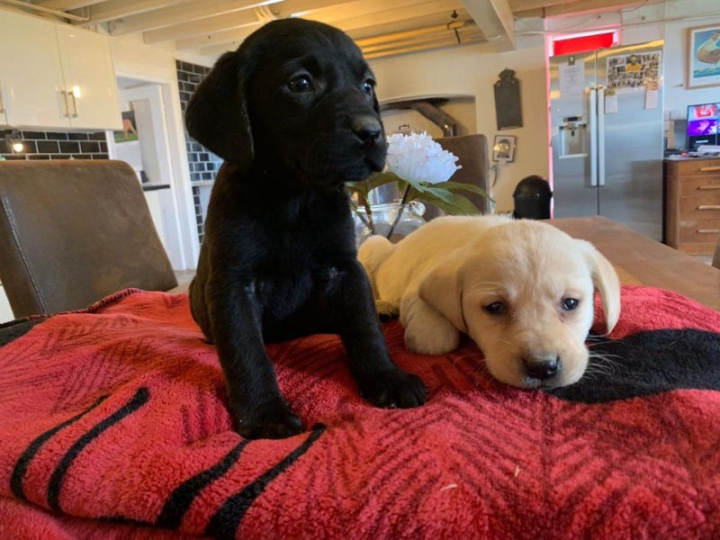 Nice and Healthy Labrador Retriever PuppiesText or call(828)357-7118 Available