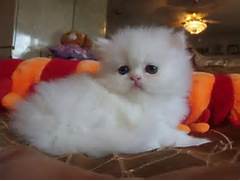 CUTE Teacup Persian kittens For Adoption text 434 205 0625