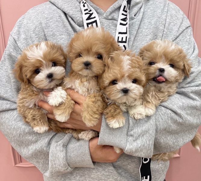 Angelic Maltipoo  Puppies Available