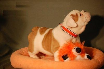 Beautiful-akc-registered-english-bulldog-pups